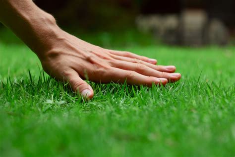 Turds and Transformation: How to Achieve a Pristine Lawn